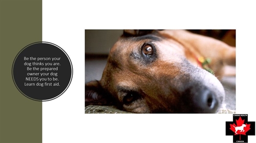 Canine First Aid- Vernon