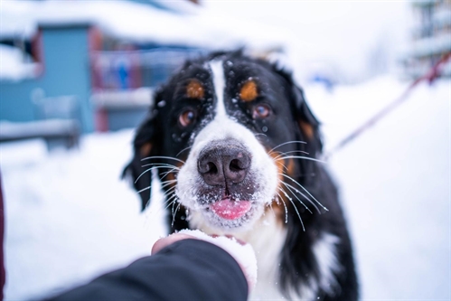 SilverStar Dog Day