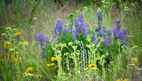 Watch for Wildflowers Scavenger Hunt