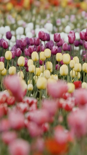 Bloom’s Tulip Festival