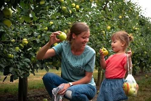 Pick Your Own Apple Experience @ Davison Orchards