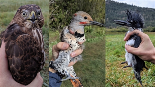 Annual Bird Migration Open House