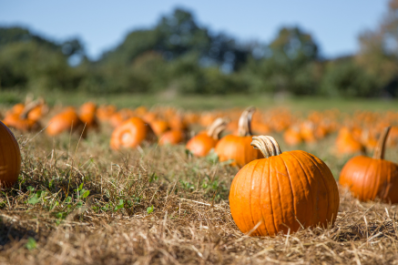 Stoney Flats Harvest Pumpkin Patch (Monday & Tuesday)