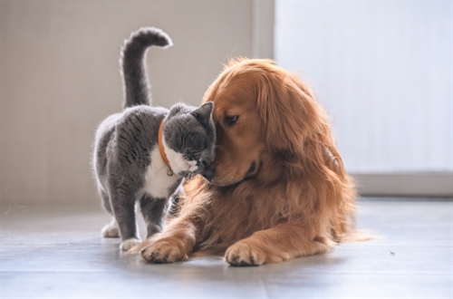 Stand Up for Animals presented by Pawt for Paws