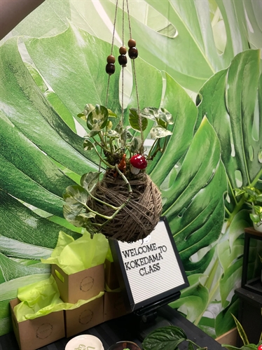Kokedama Moss Ball Workshop at Sahara Garden Art Co (Thursday & Saturday)