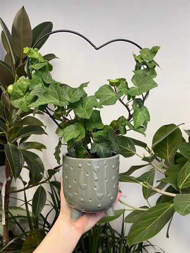 Heart Shaped Trellis Workshop Planter | iNFOnews.ca Heart Shaped Trellis Workshop Planter