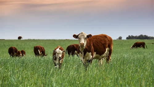 Lecture explores how technology is revolutionizing precision ranching