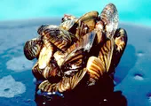 Eco Speaker Series: Keeping Invasive Mussels Out of Okanagan Lake