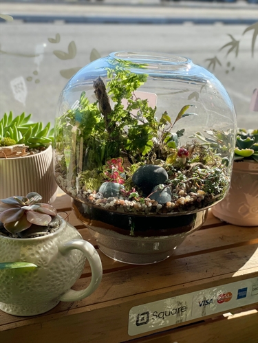 Jellyfish Terrarium Workshop
