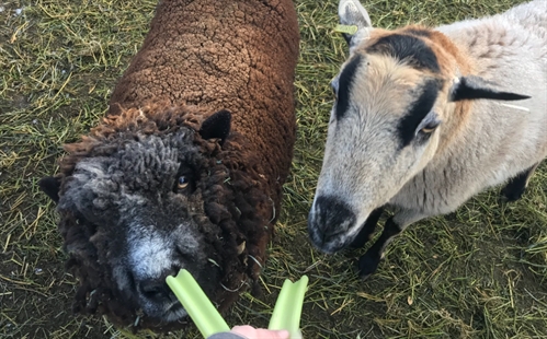 Winemaker’s Farm Tour