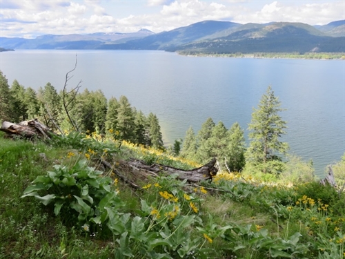 Nature and Wildflower Walk