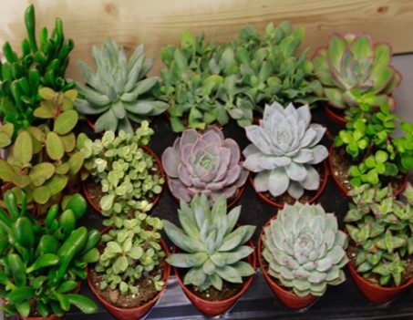 Plant.Create.Grow. Earthday Container Planter (Saturday & Sunday)