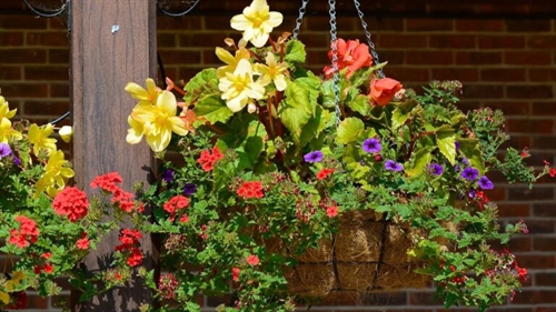 Spring Moss Hanging Basket Workshop (Saturday & Sunday) | iNFOnews.ca Spring Moss Hanging Basket Workshop (Saturday & Sunday)