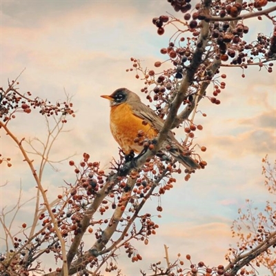 TRU Campus Bird Walk