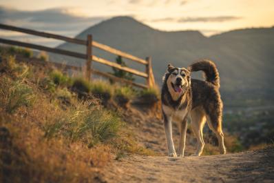 Muddy Paws 2024: Vineyard Walk & Wine Tasting