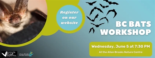 Bats of BC Workshop