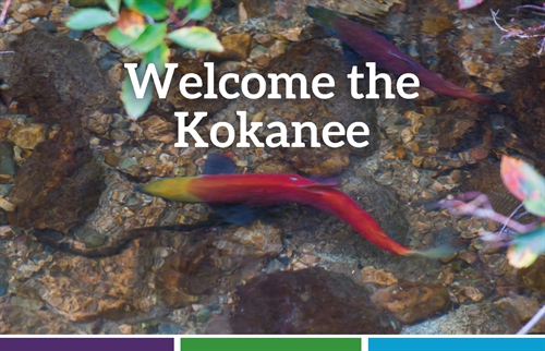 Welcome the Kokanee