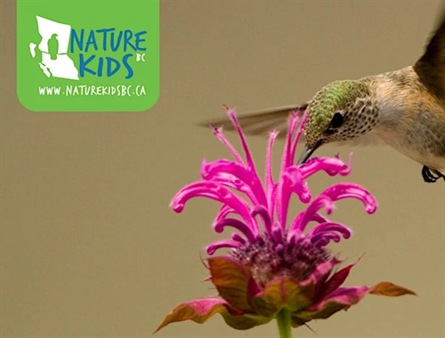 NatureKids BC – Hummingbird Adventures