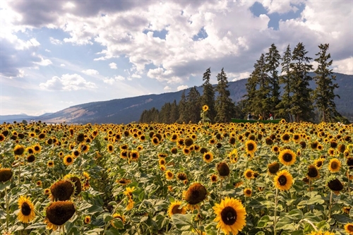 4th Annual Bloom Sunflower Festival (The 20th to the 29th)