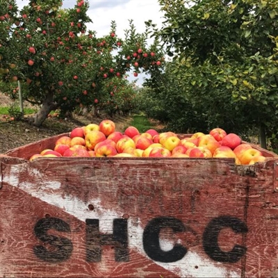 Apple-palooza Harvest Festival
