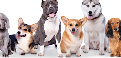 Paws It Forward presents: Wine for K9s