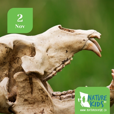 Nature Kids: Amazing Animals