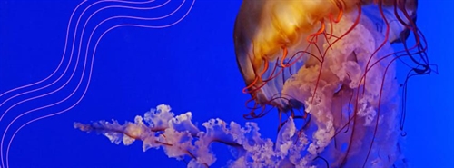Saturday Science by the Sea – Aquatic Ecospheres