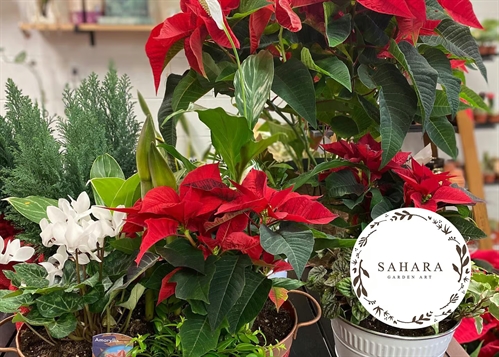 Christmas Plant Workshop