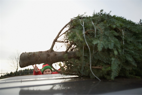 Free tree chipping locations (Dec 26 to Jan 31)