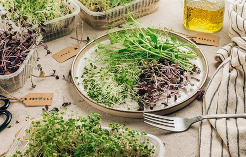 Workshop: Growing Sprouts and Microgreens