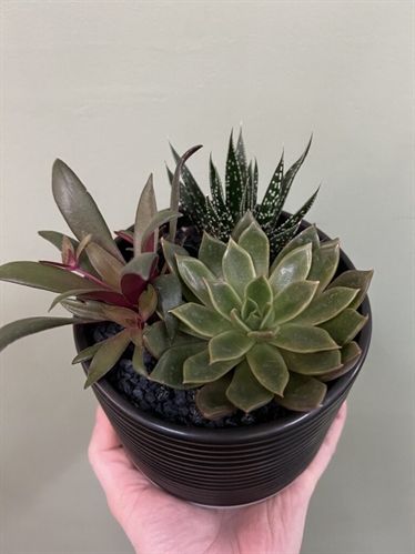 Planting Workshops at Sahara Garden Art Co (Friday & Saturday)