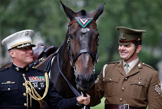 US Marine Corps horse honoured for Korean War valour | iNFOnews.ca
