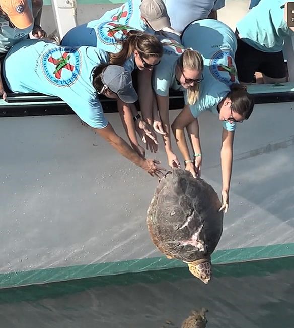 Tough sea turtle returned to ocean off Florida Keys | iNFOnews.ca Tough sea turtle returned to ocean off Florida Keys | iNFOnews.ca
