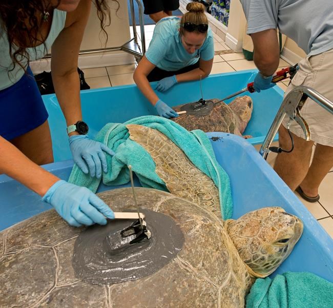 2 rehabilitated sea turtles to join Tour de Turtles | iNFOnews.ca