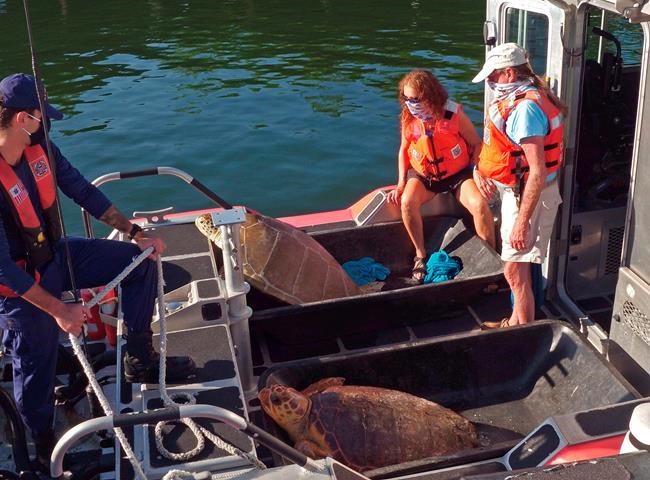 2 rescued sea turtles released in Florida after recovery | iNFOnews.ca 2 rescued sea turtles released in Florida after recovery | iNFOnews.ca