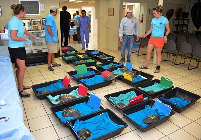 Cold-stunned turtles flown from New England to Florida Keys | iNFOnews.ca Cold-stunned turtles flown from New England to Florida Keys | iNFOnews.ca