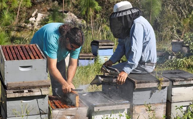 Hurricane Michael could sour Florida's tupelo honey harvest | iNFOnews.ca Hurricane Michael could sour Florida's tupelo honey harvest | iNFOnews.ca