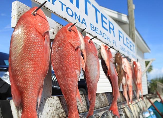 New study triples estimate of red snapper in Gulf of Mexico | iNFOnews.ca