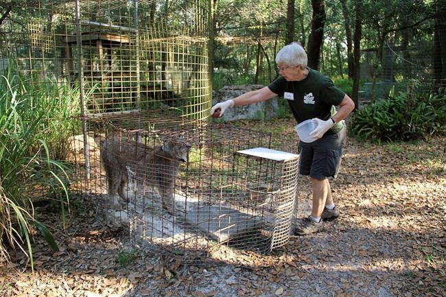 Volunteer bitten by tiger at Carole Baskin's Big Cat Rescue | iNFOnews.ca