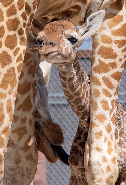 Same dad, two babies: Zoo Miami presents newborn giraffes | iNFOnews.ca