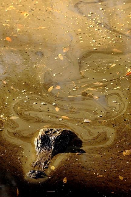 Trump environmental rollback spurs mining near Okefenokee | iNFOnews.ca