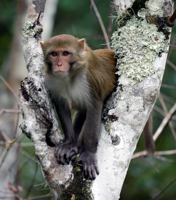 Florida wants to remove virus-excreting wild monkeys | iNFOnews.ca