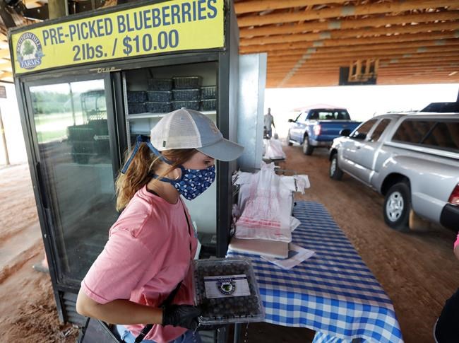 Blueberry picking gets out of the field and goes online | iNFOnews.ca