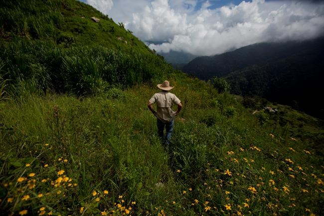 Venezuela's vanishing red bird gets a coffee pick-me-up | iNFOnews.ca