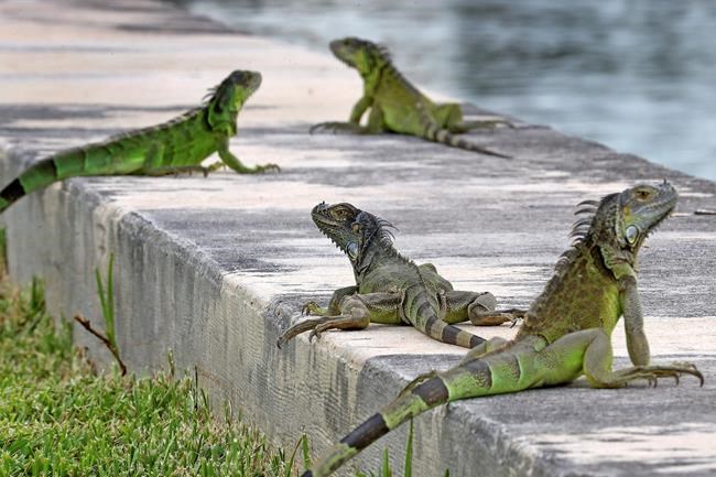 Reptile invasion: Florida agency encourages killing iguanas | iNFOnews.ca