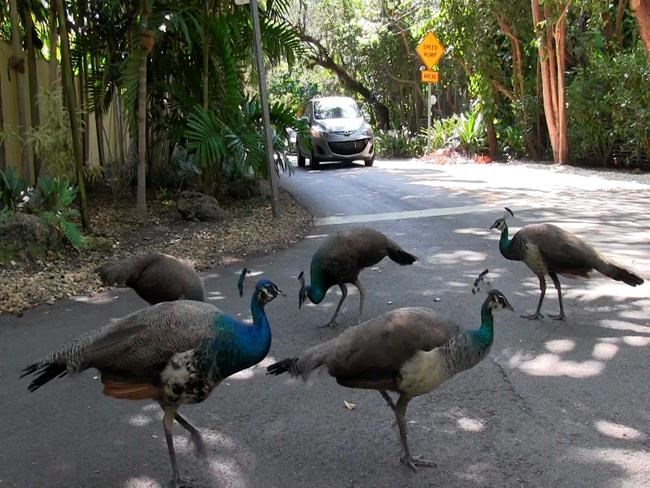 After residents cry fowl: Miami to relocate pack of peacocks | iNFOnews.ca