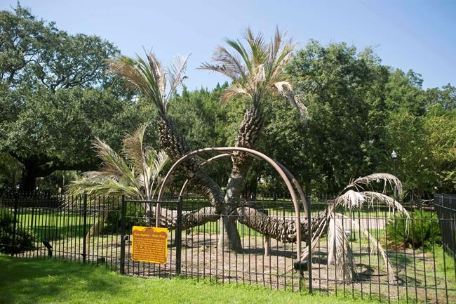 4-headed palm tree 'has had a wonderful life,' official says | iNFOnews.ca 4-headed palm tree 'has had a wonderful life,' official says | iNFOnews.ca