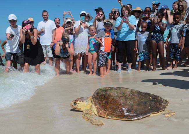 Huge sea turtles slowly coming back from brink of extinction | iNFOnews.ca