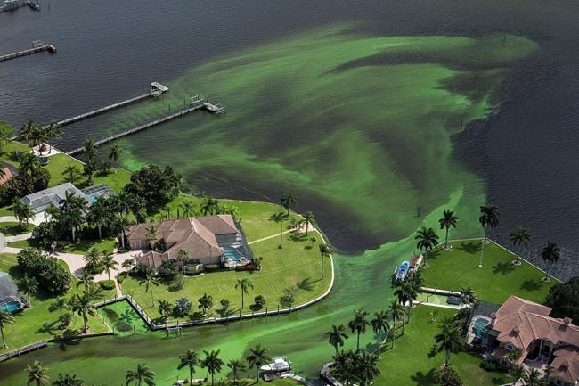 Army Corps to reduce lake flows fueling Florida algae bloom | iNFOnews.ca