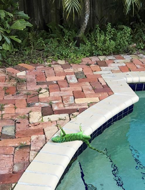 It's so cold in Florida, iguanas are falling from trees | iNFOnews.ca It's so cold in Florida, iguanas are falling from trees | iNFOnews.ca